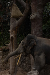 A really big elephant tries to get some food out of the grid. The biggest animal on earth. Amazing how big and beautiful the elephants are.