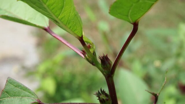 Rosella flower (also called roselle) with a natural background. Use as herbal drink and herbal medicine