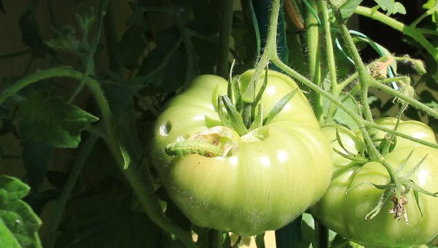 Gr&uuml;ne Raupe an einer unreifen Tomate