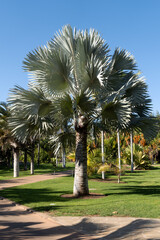 A silver Bismarck palm tree