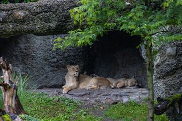 Two lions are sleeping and watching the viewers and waiting for their food. Amazing pair of lion just relaxing in the savanna. Majestic animal in the nature.