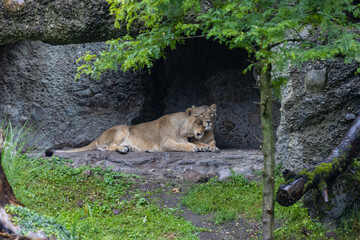Naklejka na ściany i meble Two lions are sleeping and watching the viewers and waiting for their food. Amazing pair of lion just relaxing in the savanna. Majestic animal in the nature.