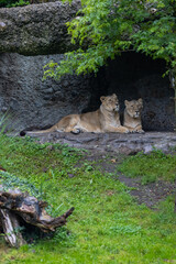 Two lions are sleeping and watching the viewers and waiting for their food. Amazing pair of lion...