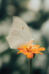 butterfly on flower