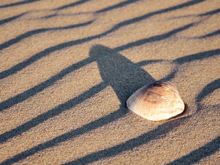 shell on the sand of the beach at sunset