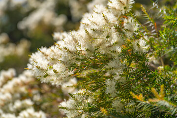 Tea tree (Melaleuca alternifolia) close-up