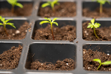 transplanting plants in small pots, caring for plants, A woman botanist florist taking care of plants, a woman's hobby, Caring for Indoor Plants