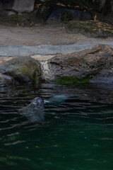 A Beautiful seal relaxing and sleeping in the water and on the rock. Some seals are playing together in the water. So cute animals.