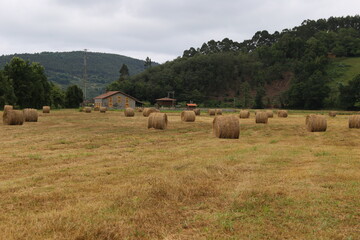Campo 