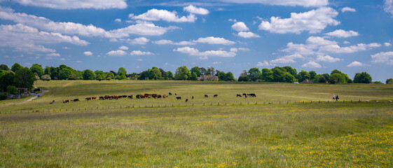 Minchinhampton Common with cows and golfers, The Cotswolds, Gloucestershire, England, United Kingdom