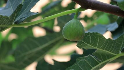Fico verde sull'albero