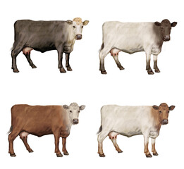  vache laitière, groupe de profil, animal, mère, enfant, amour, silhouette, ferme, vecteur, illustration, taureau, boeuf, viande, bétail, mammifère, sauvage, mollet
