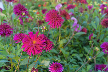 Fototapeta premium Dahlien blühend