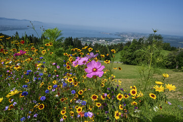 Bunte Blumen blühend vor Bodensee und Lindau im Hintergrund bei Sonnenschein