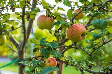 Beautiful view of apple tree. Healthy food concept. Beautiful nature background. Sweden.