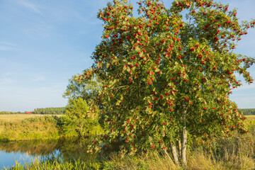 Fototapeta na wymiar Beautiful view of rowan tree full of red berries on blue sky background. Sweden. 