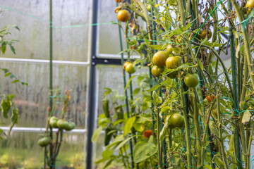 View of beds with planted tomatoes in a greenhouse. Home gardening concept. Sweden. 