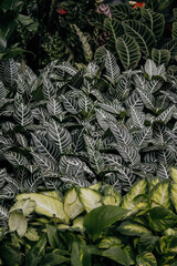 Fototapeta premium green leaves