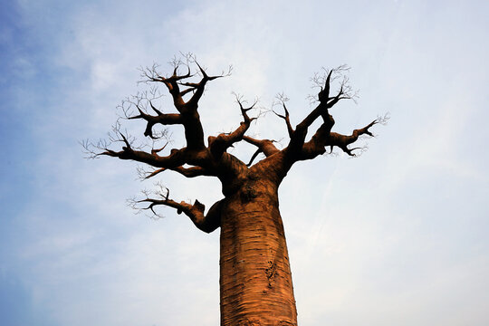 isolated baobab tree silhouetted against the sky