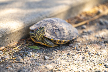 Red-eared turtle (Trachemys scripta elegans) crawling on land. 