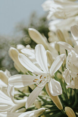 white flower on the table