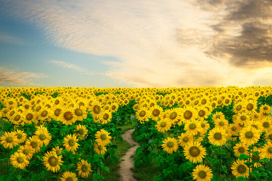 3D rendering of a path leading into a field of sunflowers at sunset.