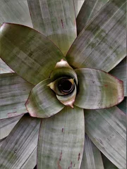 Fototapete Texturen Nahaufnahme einer grünen Pflanze