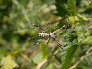 a large colorful spider on a meadow