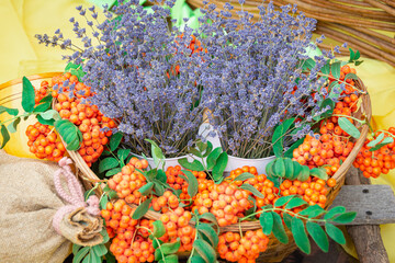 Rowan and dry medicinal herb on the table.