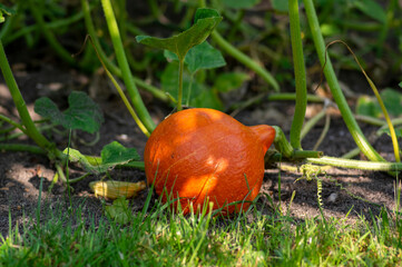 One fresh orange color hokkaido pumpkin ripening on the plant in the garden
