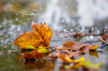 Autumnal plane tree leaf in the puddle with clear water in the rain, rainy weather in the city