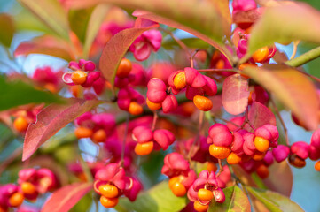 Euonymus europaeus european common spindle capsular ripening autumn fruits, red to purple or pink colors with orange seeds