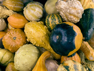 pumpkins and gourds
