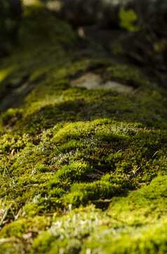 green moss on a tree trunk, parc r&eacute;gional seigneurie de la matap&eacute;dia, qu&eacute;bec, canada