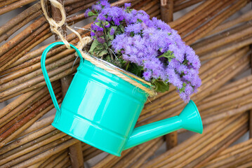 Blue flowers in a decorative watering can hanging on a wicker fence.