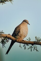 bird on the tree