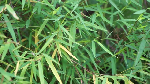 Bamboo grass (rumput bambu, genus Lophatherum) with a natural background