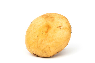 Saffron milk cap (Lactarius deliciosus)