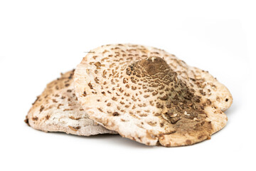 cap of the parasol mushroom (Macrolepiota procera)