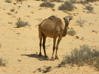 camel in the desert