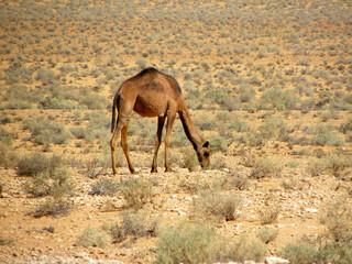 camels in the desert