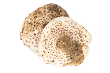 cap of the parasol mushroom (Macrolepiota procera)