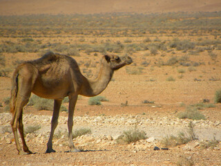 camel in the desert