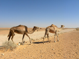 camels in the desert