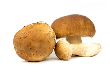 Cep mushroom (Boletus edulis) penny bun, porcino, porcini