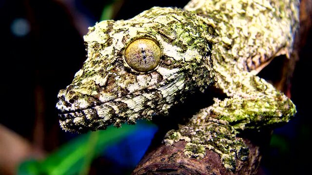 Mossy leaf-tailed gecko (Uroplatus sikorae), lizard with camouflage color on a tree branch