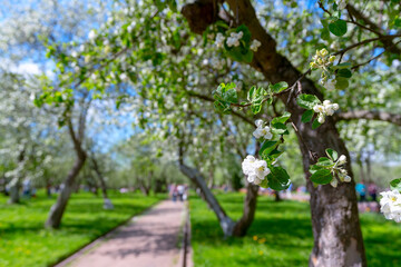 Blooming apple orchard on a sunny day