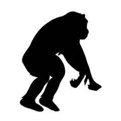 The silhouette of an animal monkey orangutan on a white background.Vector illustration.View in profile. © VERONIKA