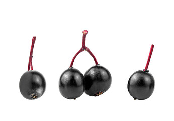 Fresh ripe black elderberries isolated on a white background. Sambucus.