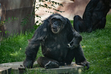 Fototapeta premium Funny chimpanzee elder sitting smiling